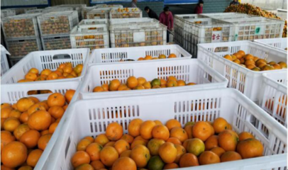 天同食品迎柑橘豐收季，開足馬力保供應，領航罐頭市場新篇章